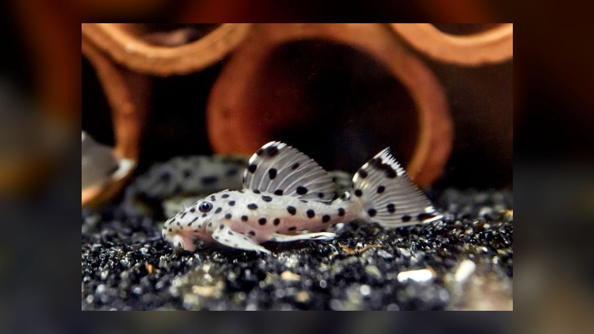 Top 10 Rubber Lip Pleco Algae Eaters 2027 — figure 8