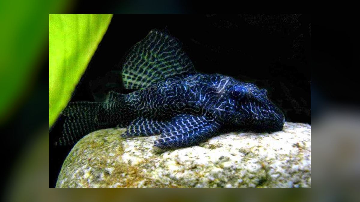Top 10 Zebra Pleco Rare Catfish 2027 — figure 10