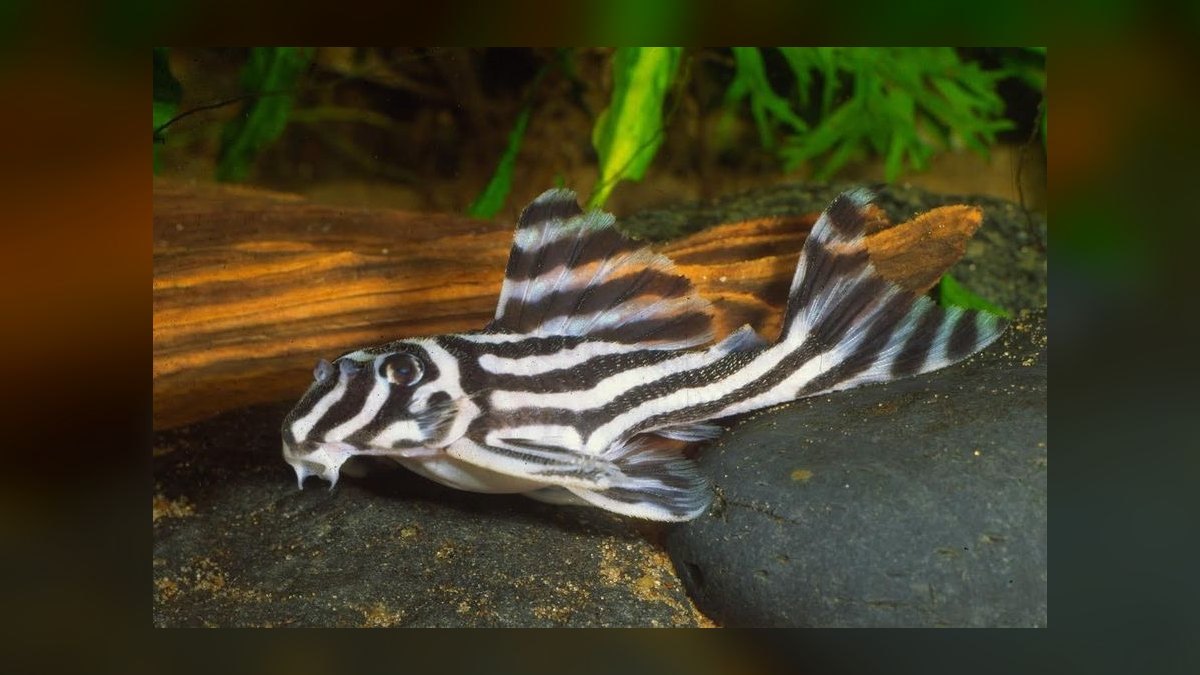 Top 10 Zebra Pleco Rare Catfish 2027 — figure 7