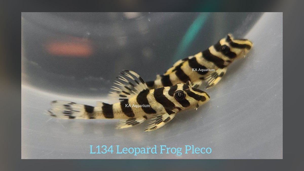 Top 10 Zebra Pleco Rare Catfish 2027 — figure 8