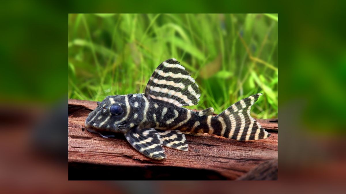 Top 10 Zebra Pleco Rare Catfish 2027 — figure 9