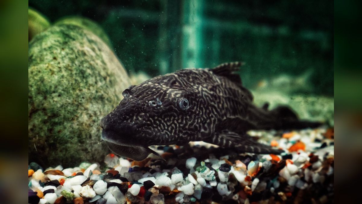 Top 10 Zebra Pleco Rare Catfish 2027