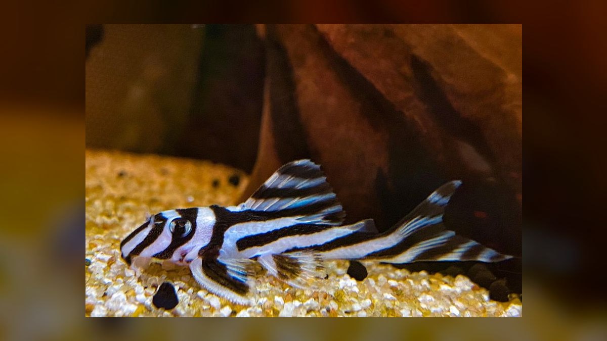 Top 10 Zebra Pleco Rare Catfish 2027