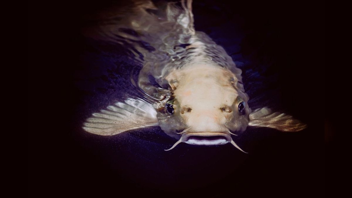 Top 10 Farlowella Twig Catfish 2027 — figure 3