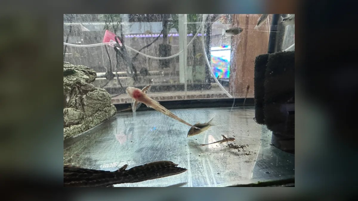 Top 10 Whiptail Catfish Peaceful Oddballs 2027 — figure 1