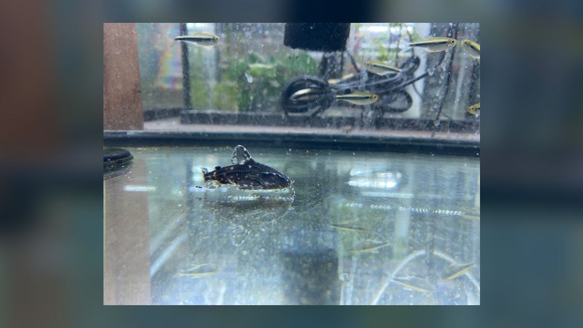 Top 10 Whiptail Catfish Peaceful Oddballs 2027 — figure 10
