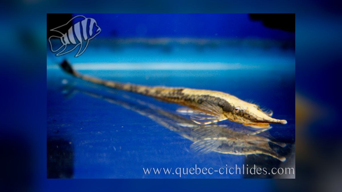 Top 10 Whiptail Catfish Peaceful Oddballs 2027 — figure 2