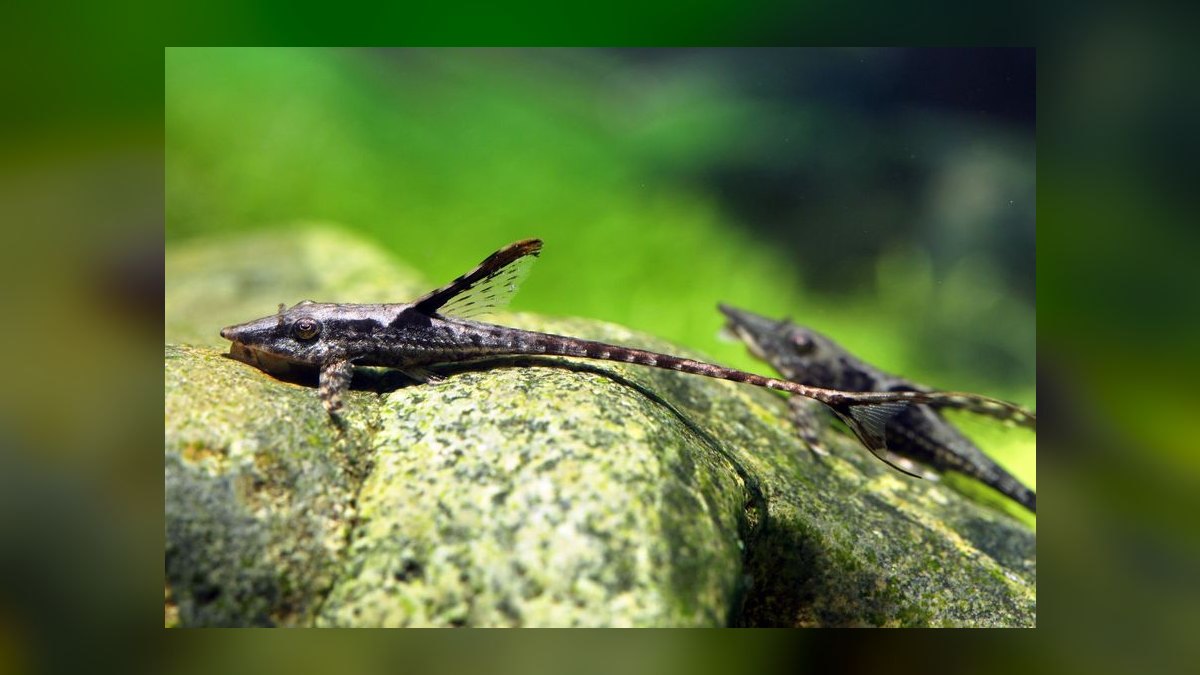 Top 10 Whiptail Catfish Peaceful Oddballs 2027 — figure 3
