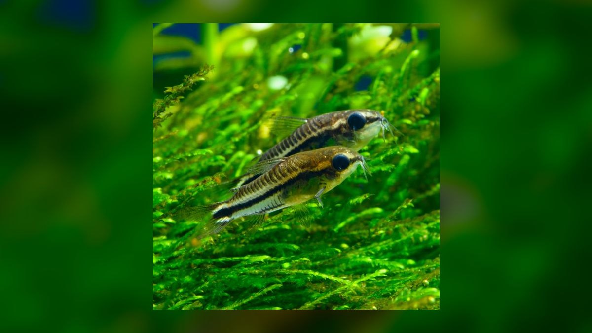 Top 10 Whiptail Catfish Peaceful Oddballs 2027 — figure 4
