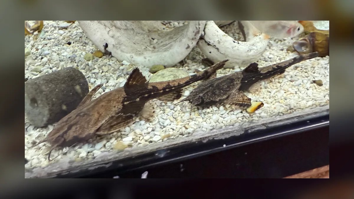Top 10 Whiptail Catfish Peaceful Oddballs 2027 — figure 7