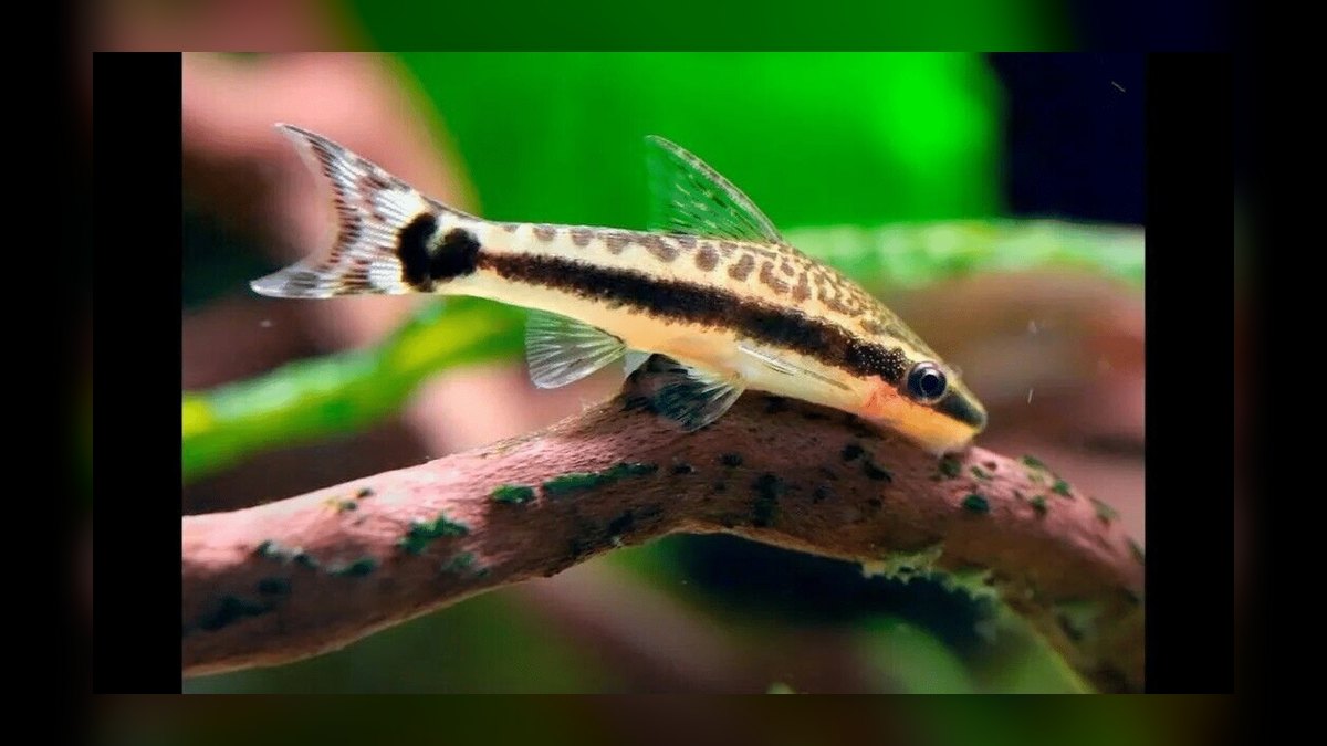 Top 10 Whiptail Catfish Peaceful Oddballs 2027 — figure 8