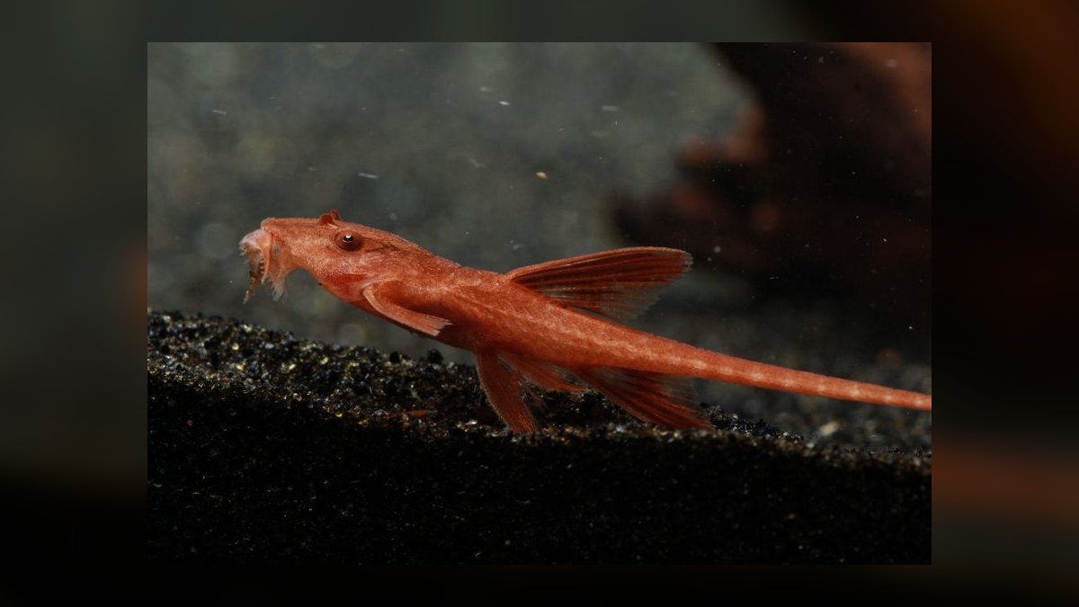 Top 10 Whiptail Catfish Peaceful Oddballs 2027
