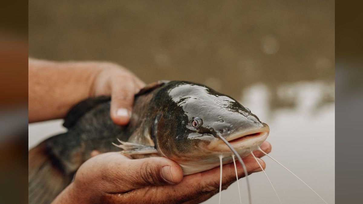 Top 10 Pictus Catfish Active Swimmers 2027 — figure 1