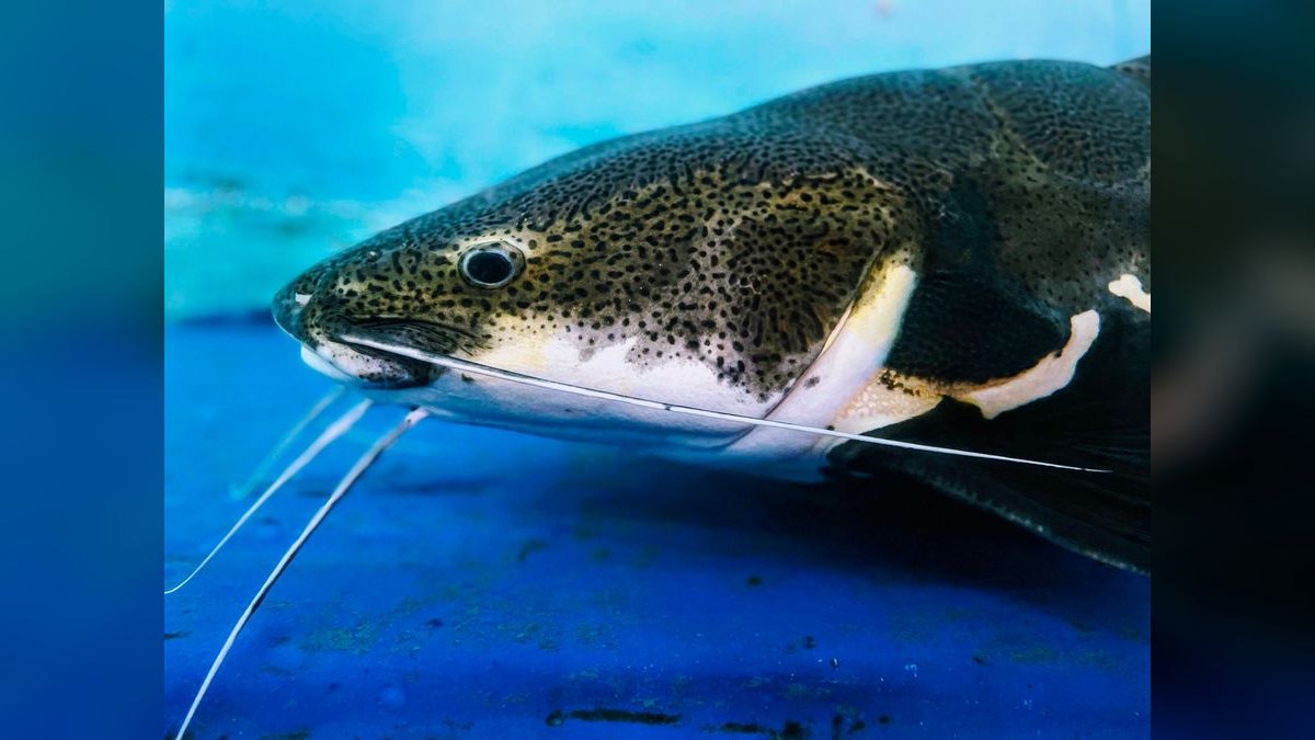 Top 10 Pictus Catfish Active Swimmers 2027 — figure 2