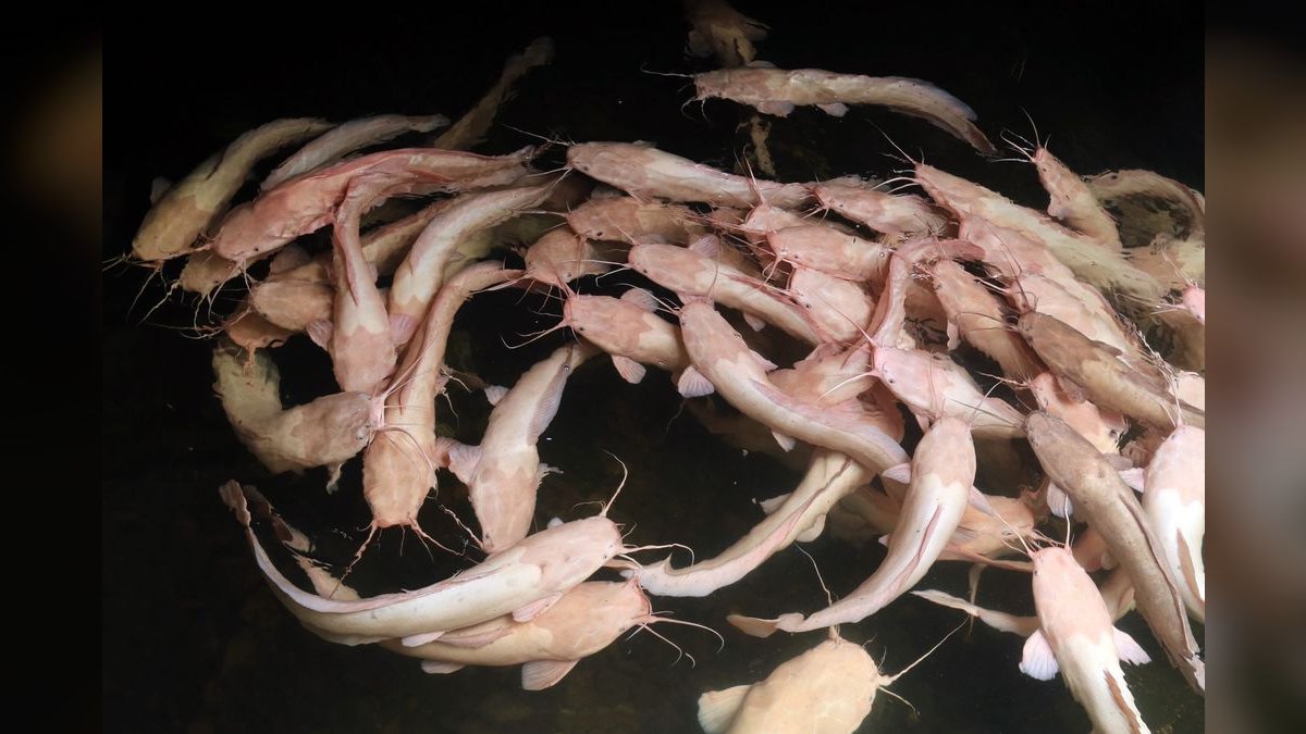 Top 10 Pictus Catfish Active Swimmers 2027 — figure 4