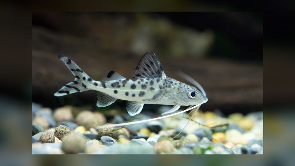 Top 10 Pictus Catfish Active Swimmers 2027 — figure 8