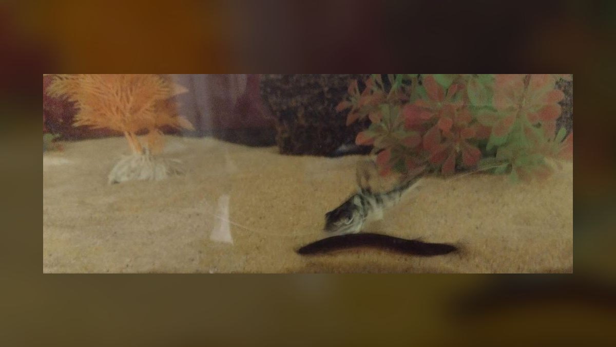 Top 10 Pictus Catfish Active Swimmers 2027 — figure 9