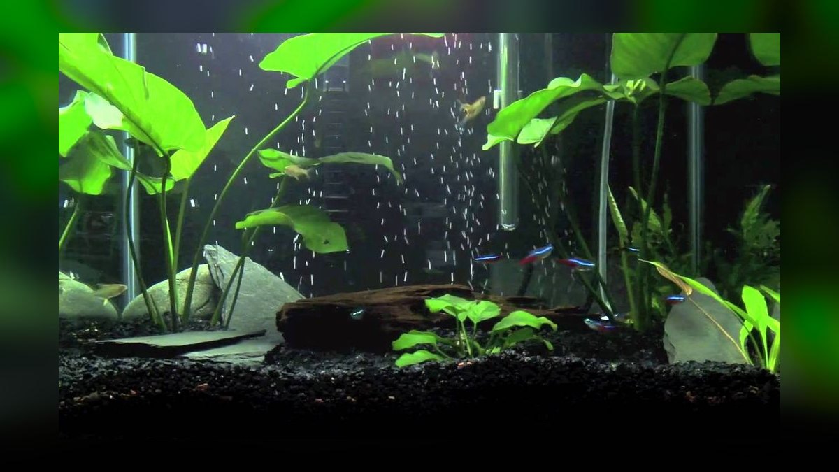 Top 10 Pictus Catfish Active Swimmers 2027