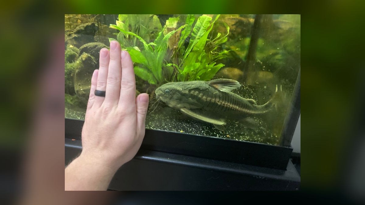 Top 10 Raphael Catfish Nocturnal Fish 2027 — figure 1