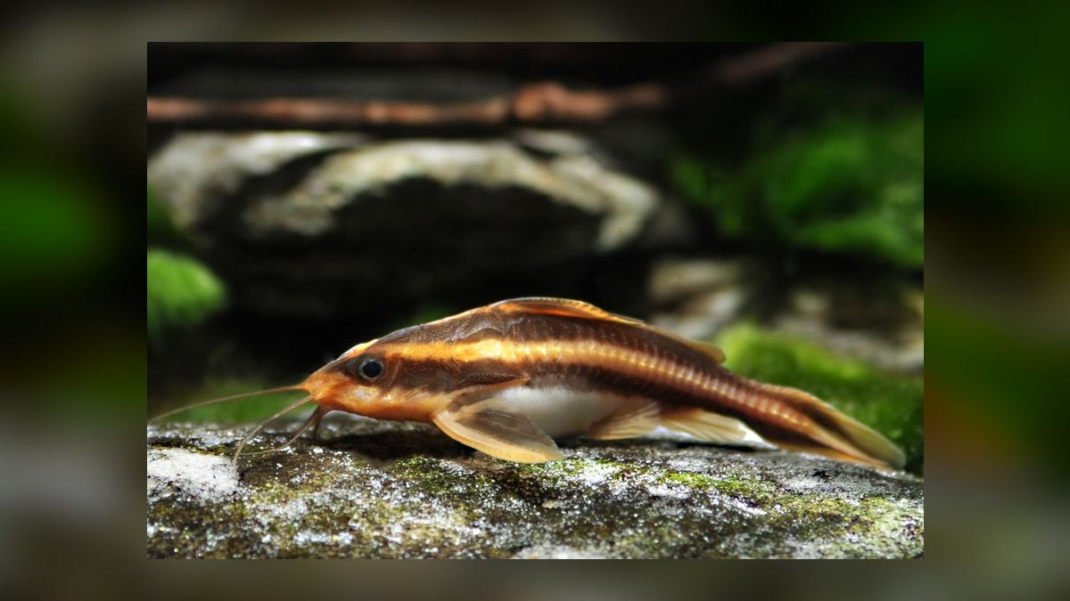 Top 10 Raphael Catfish Nocturnal Fish 2027 — figure 10