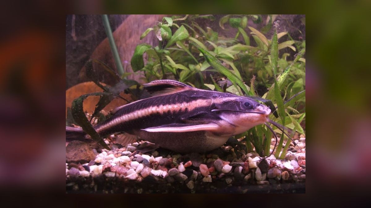 Top 10 Raphael Catfish Nocturnal Fish 2027 — figure 2