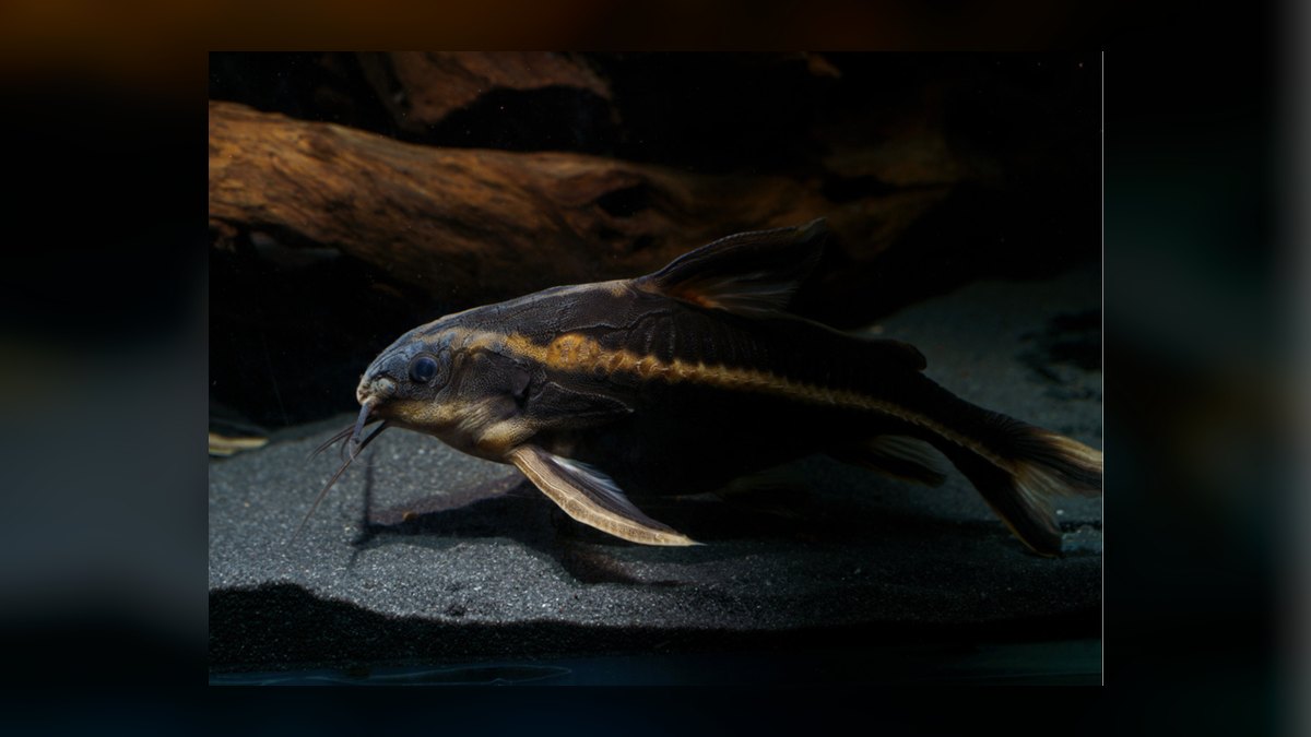 Top 10 Raphael Catfish Nocturnal Fish 2027 — figure 4