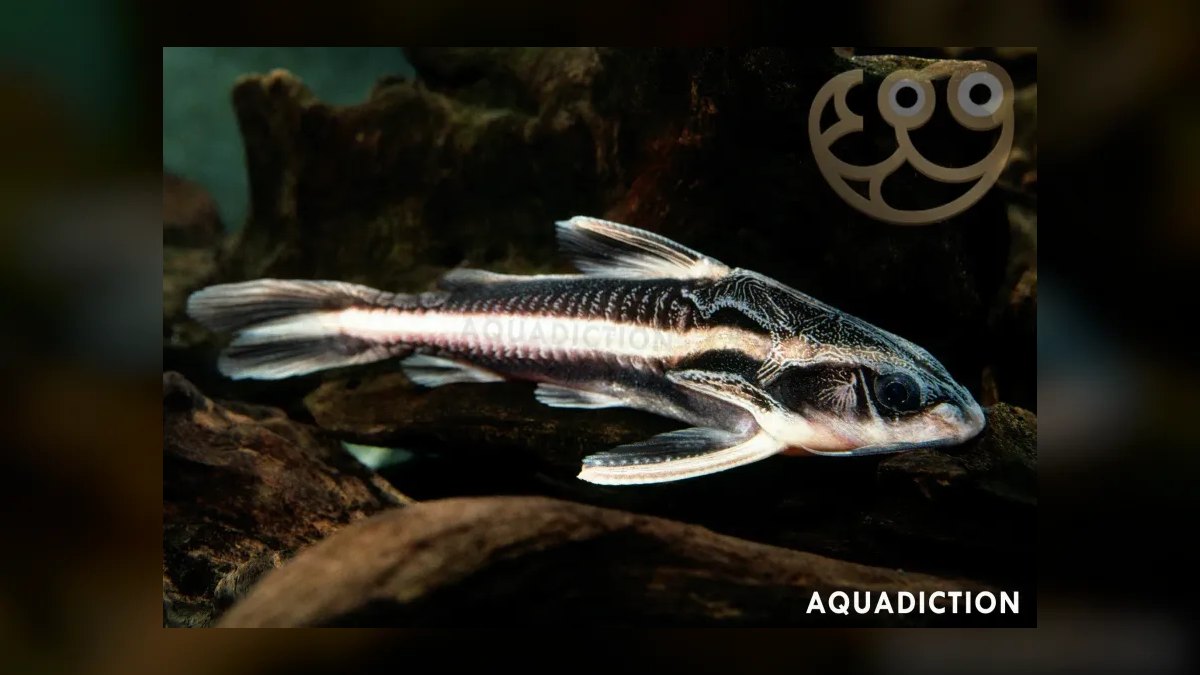 Top 10 Raphael Catfish Nocturnal Fish 2027 — figure 5