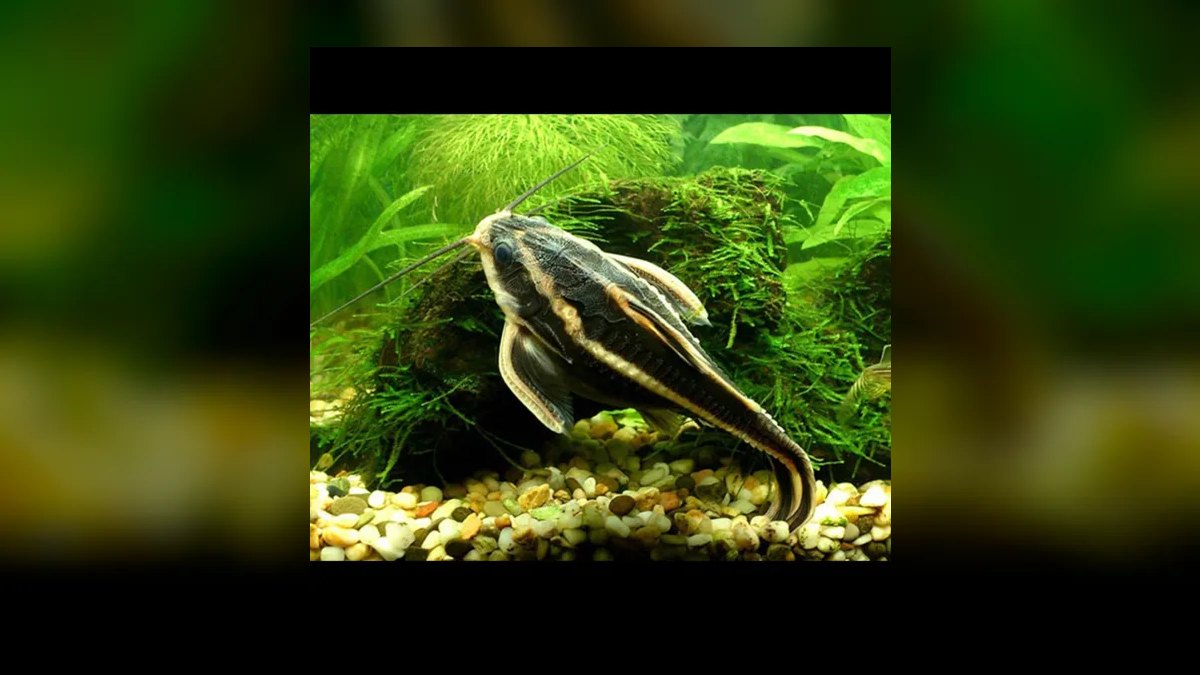 Top 10 Raphael Catfish Nocturnal Fish 2027 — figure 6