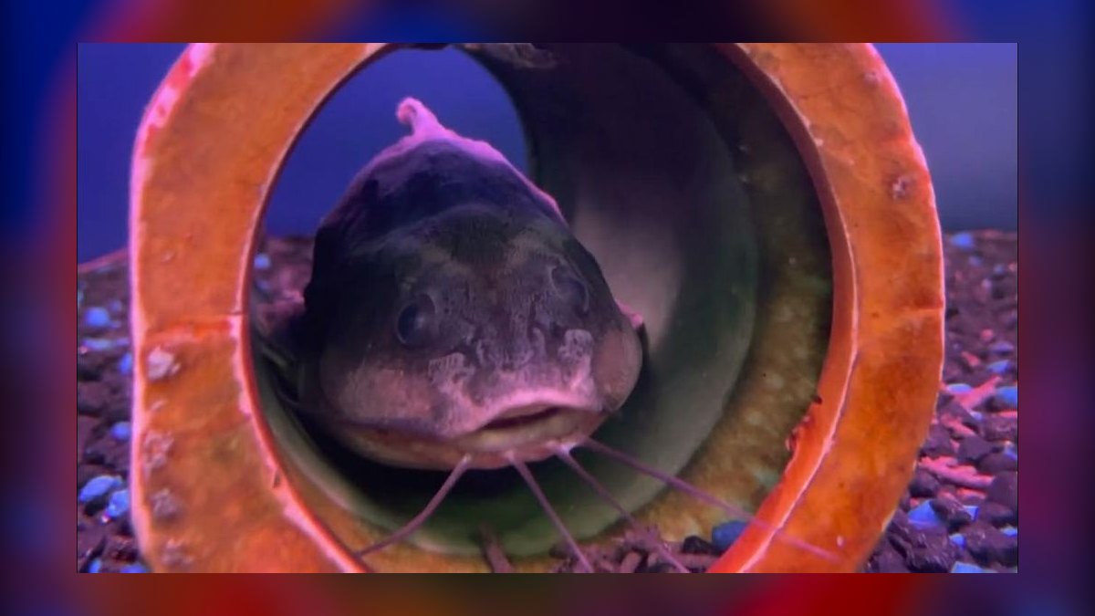 Top 10 Raphael Catfish Nocturnal Fish 2027 — figure 7