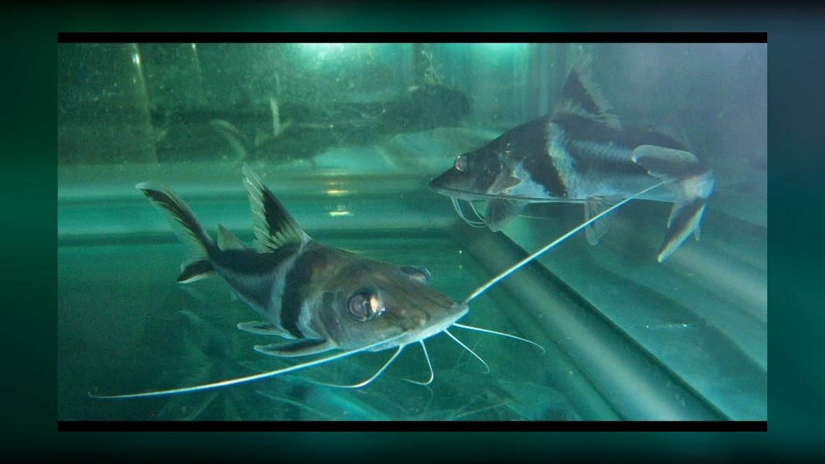 Top 10 Raphael Catfish Nocturnal Fish 2027 — figure 8