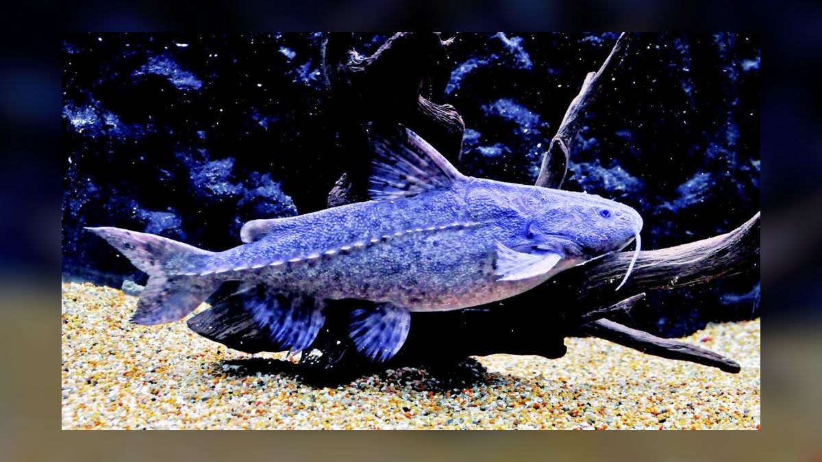 Top 10 Raphael Catfish Nocturnal Fish 2027 — figure 9