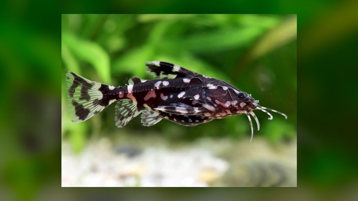 Top 10 Raphael Catfish Nocturnal Fish 2027
