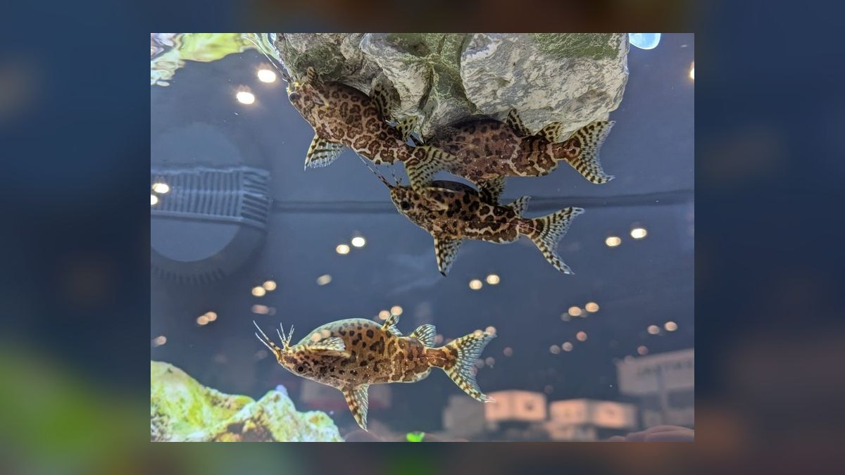 Top 10 Upside Down Catfish African Picks 2027 — figure 1