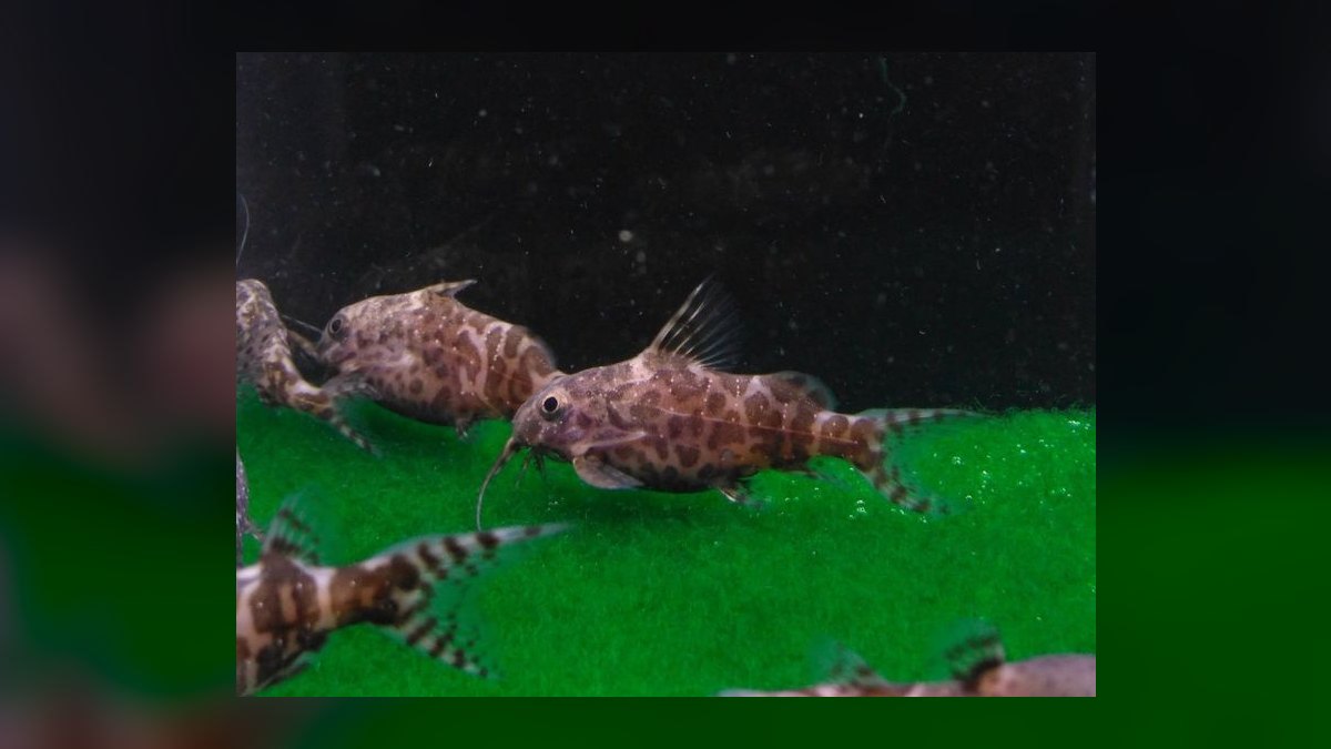 Top 10 Upside Down Catfish African Picks 2027 — figure 10