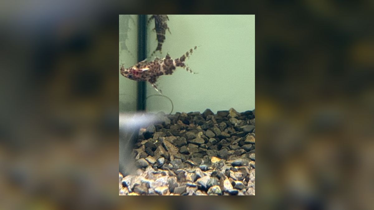 Top 10 Upside Down Catfish African Picks 2027 — figure 2