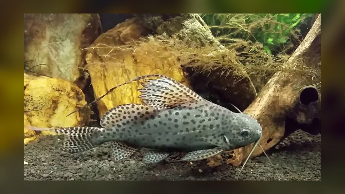 Top 10 Upside Down Catfish African Picks 2027 — figure 3