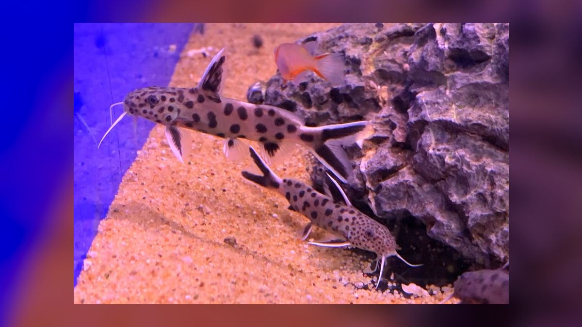Top 10 Upside Down Catfish African Picks 2027 — figure 5