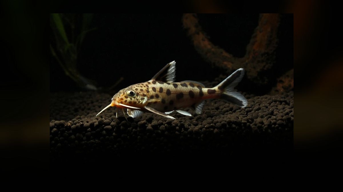 Top 10 Upside Down Catfish African Picks 2027 — figure 6