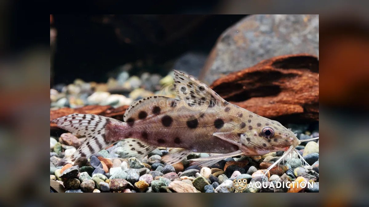 Top 10 Upside Down Catfish African Picks 2027 — figure 7