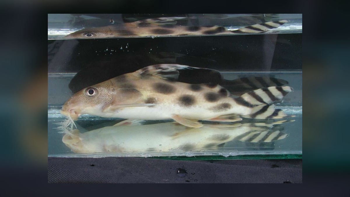Top 10 Upside Down Catfish African Picks 2027 — figure 8