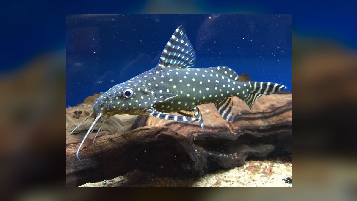 Top 10 Upside Down Catfish African Picks 2027 — figure 9