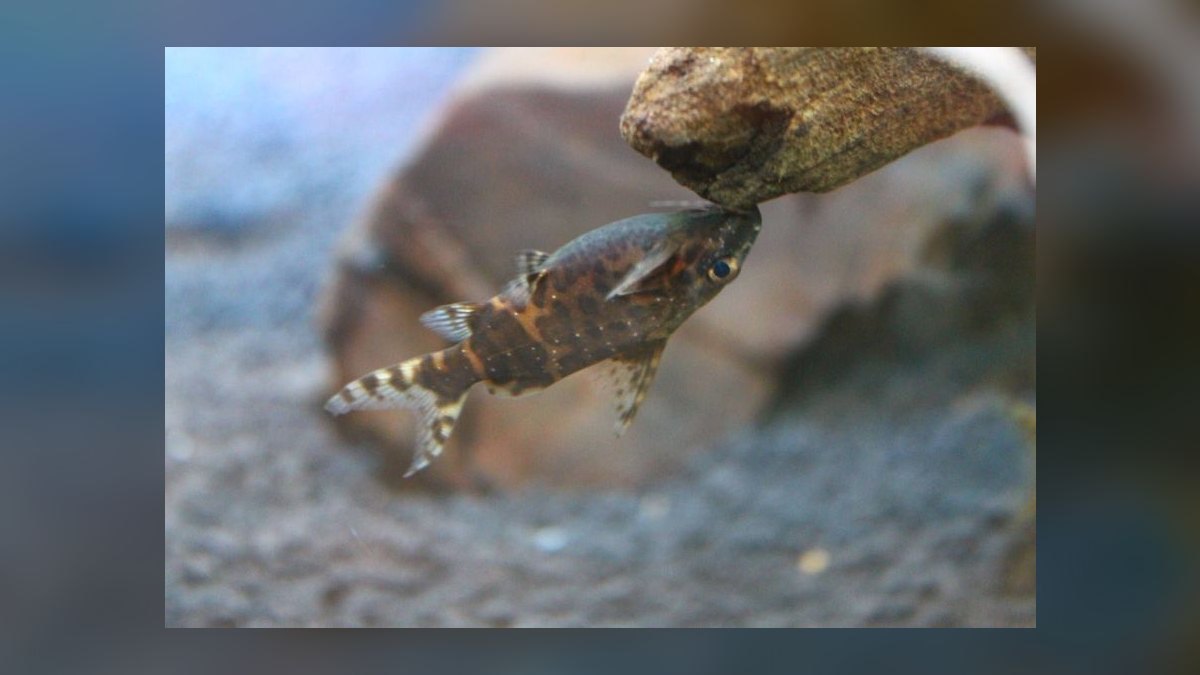 Top 10 Upside Down Catfish African Picks 2027