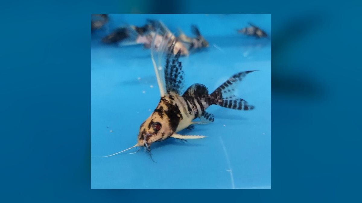 Top 10 Synodontis Catfish Species 2027 — figure 1