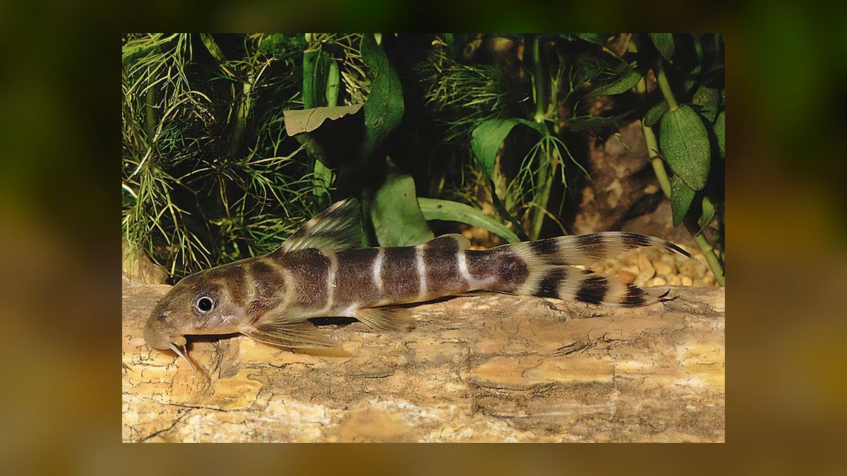 Top 10 Synodontis Catfish Species 2027 — figure 10