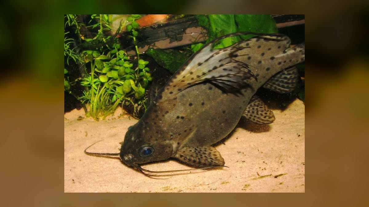 Top 10 Synodontis Catfish Species 2027 — figure 2