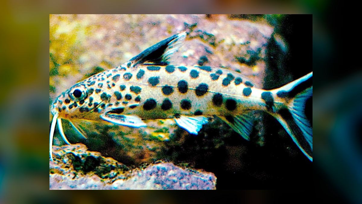 Top 10 Synodontis Catfish Species 2027 — figure 3