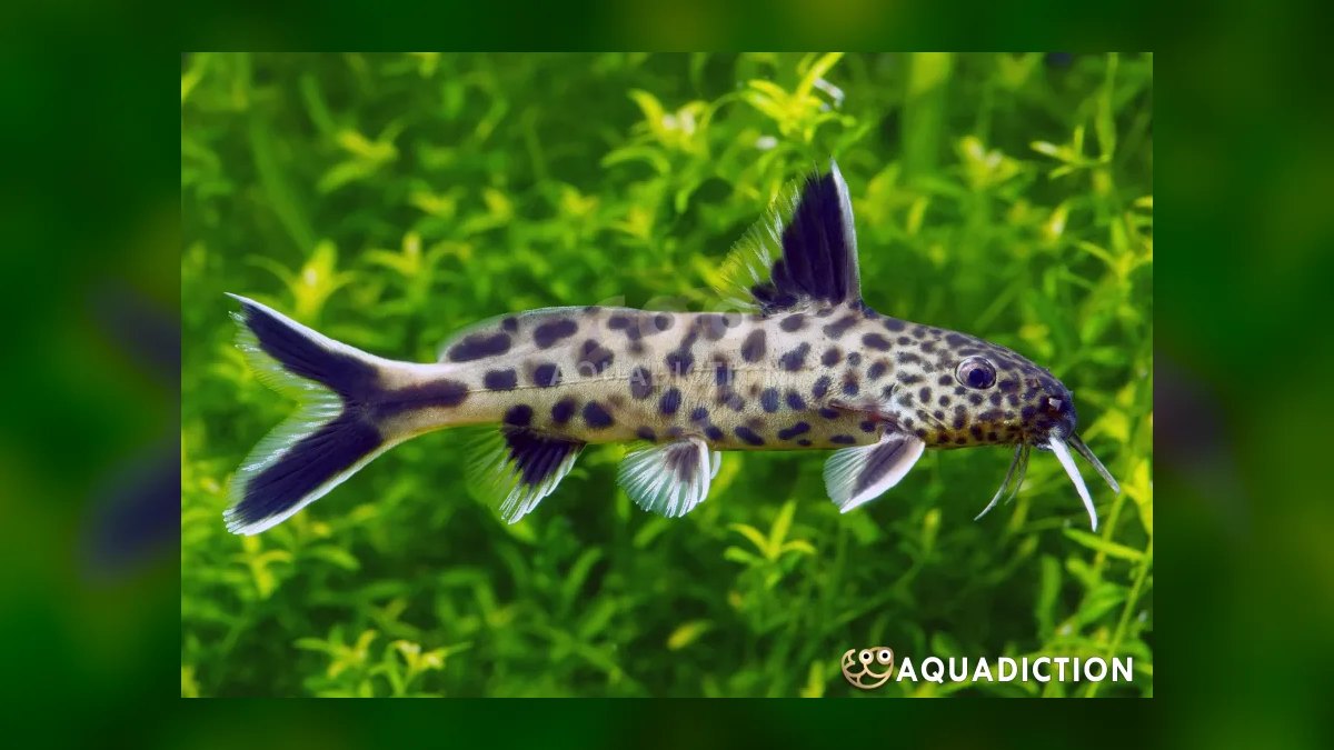 Top 10 Synodontis Catfish Species 2027 — figure 5