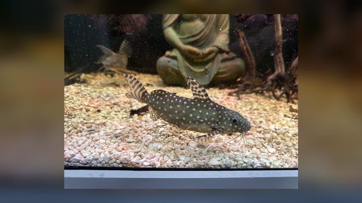 Top 10 Synodontis Catfish Species 2027 — figure 6