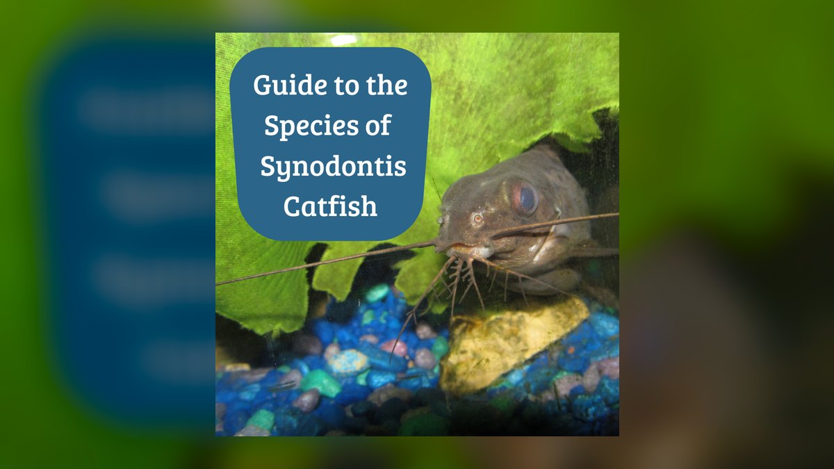Top 10 Synodontis Catfish Species 2027 — figure 7