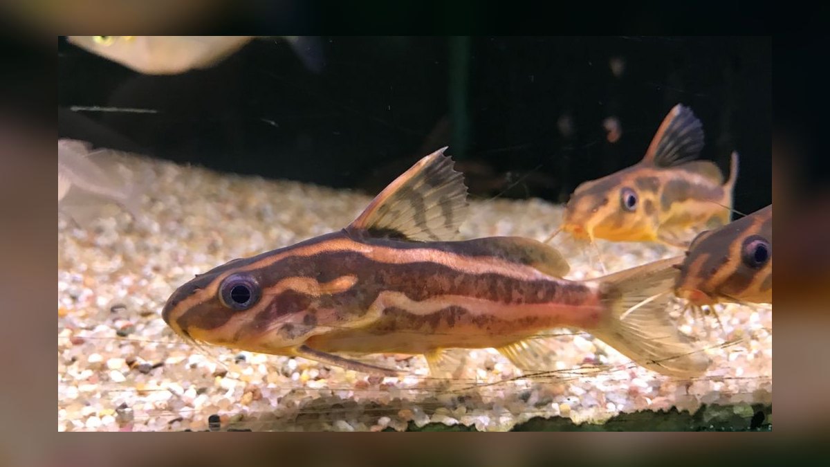 Top 10 Synodontis Catfish Species 2027 — figure 8